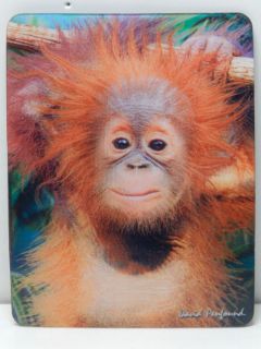 Obrázek z Magnet 3D 7x9cm - orangutan (25) 